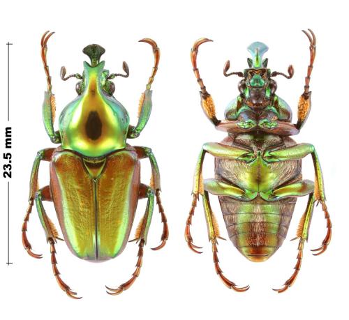 Phaedimus asinensis